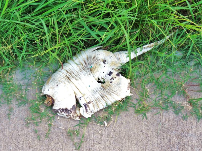 HTownWest Photo Blog Texas Armadillos One live, One roadkill, One