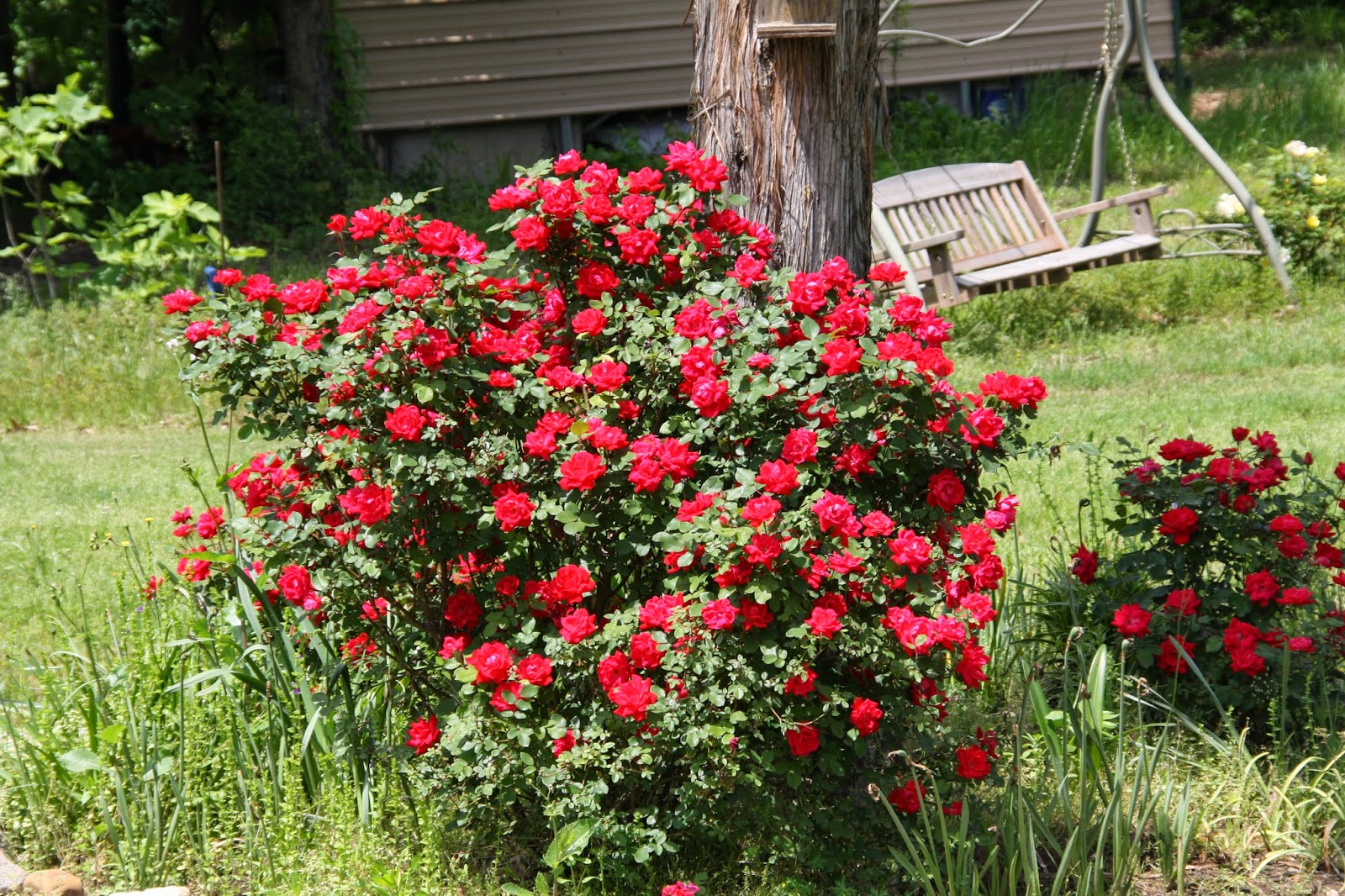finding pam Our Knockout Roses are blooming.