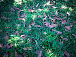 Dry Mango Leaf Falling On The Grass In The Fields North Bali Indonesia