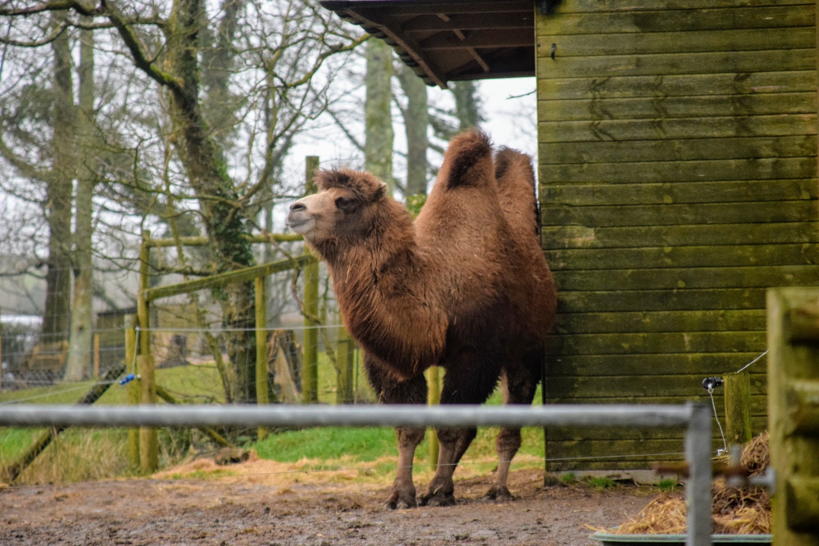, Snapshots of Manor Wildlife Park in Winter:  Our First Visit of 2018