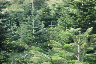 Happy Christmas Trees from Castelvecchio in Tuscany