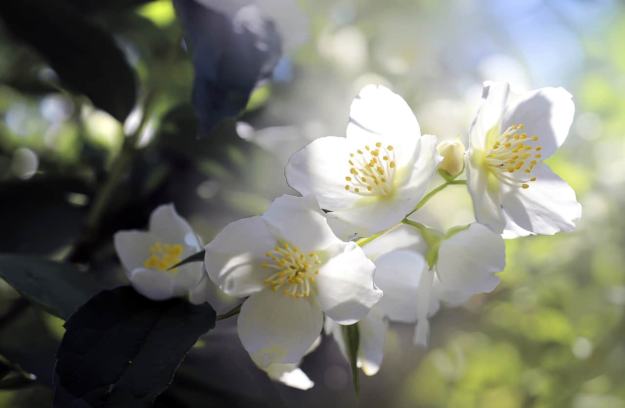 good morning jasmine flower images