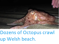 http://sciencythoughts.blogspot.co.uk/2017/10/dozens-of-octopus-crawl-up-welsh-beach.html