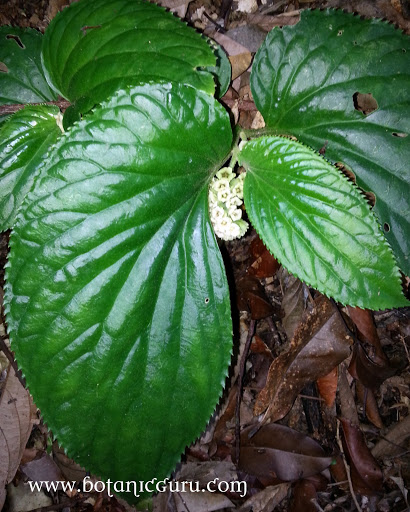 Pentaphragma begoniifolium, Kidney Plant