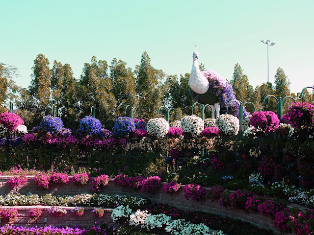 The World's Most Extravagant Garden - Dubai's Miracle Garden