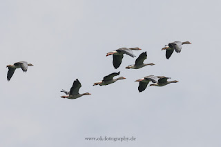 Naturfotografie Wildlifefotografie Lippeaue Graugänse