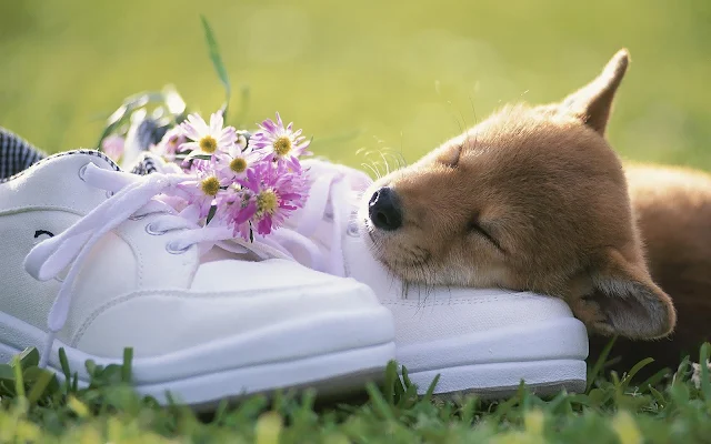 Slapende hond en een paar schoenen