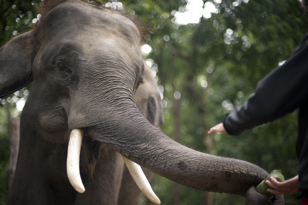 Ride Bikes, Not Elephants Elephant In The Room