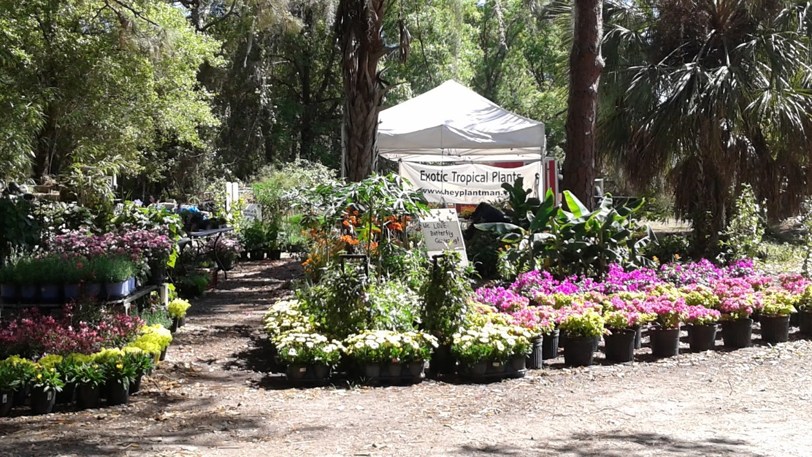 HeyPlantMan! Exotic Tropical Plants from St. Pete FL