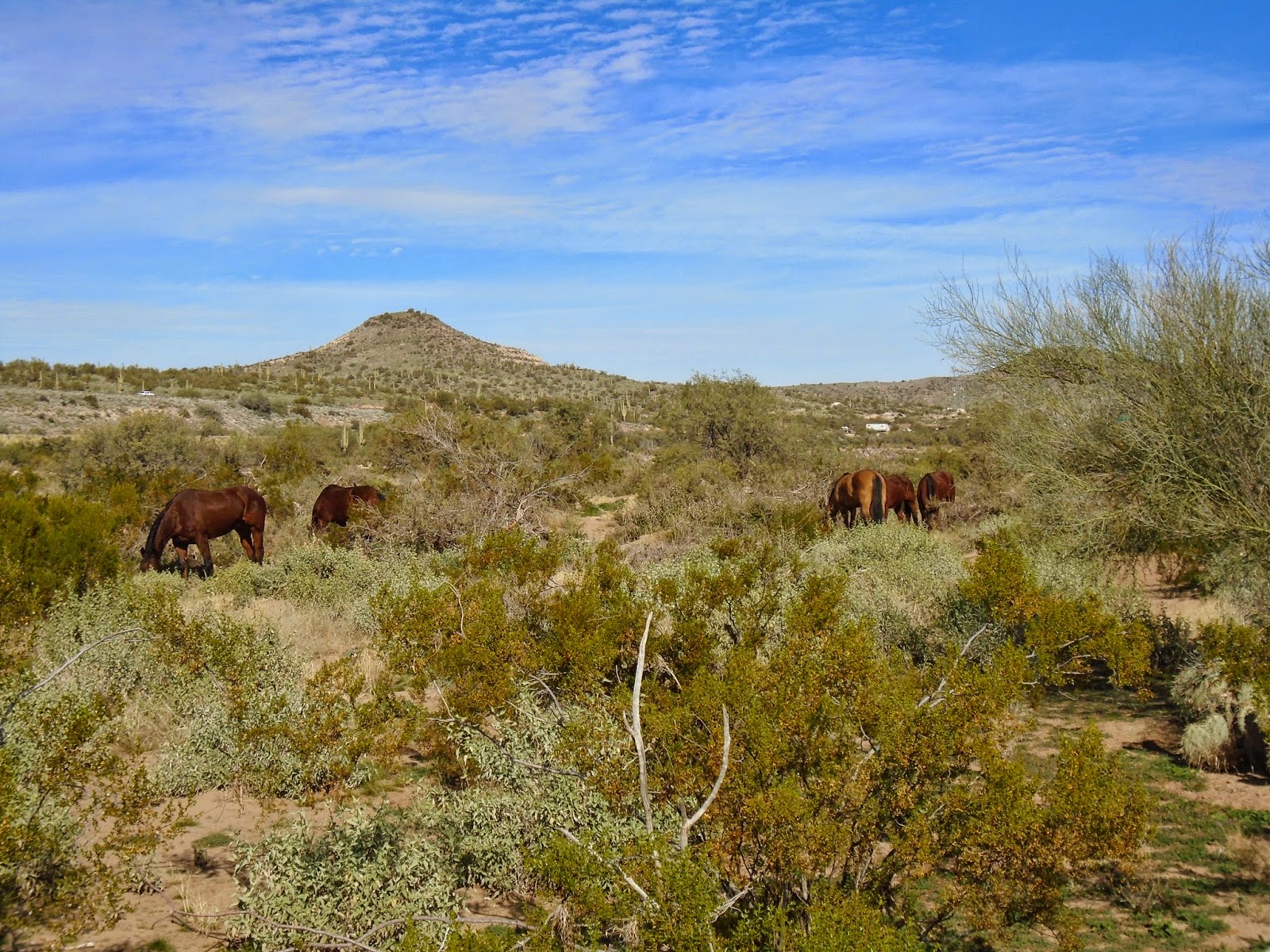 Just West of My Heart: The Historic T-Ranch Homesite: New River, Arizona