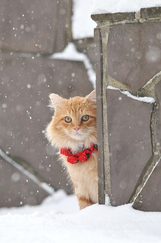Beautiful winter scene with orange cat in snow