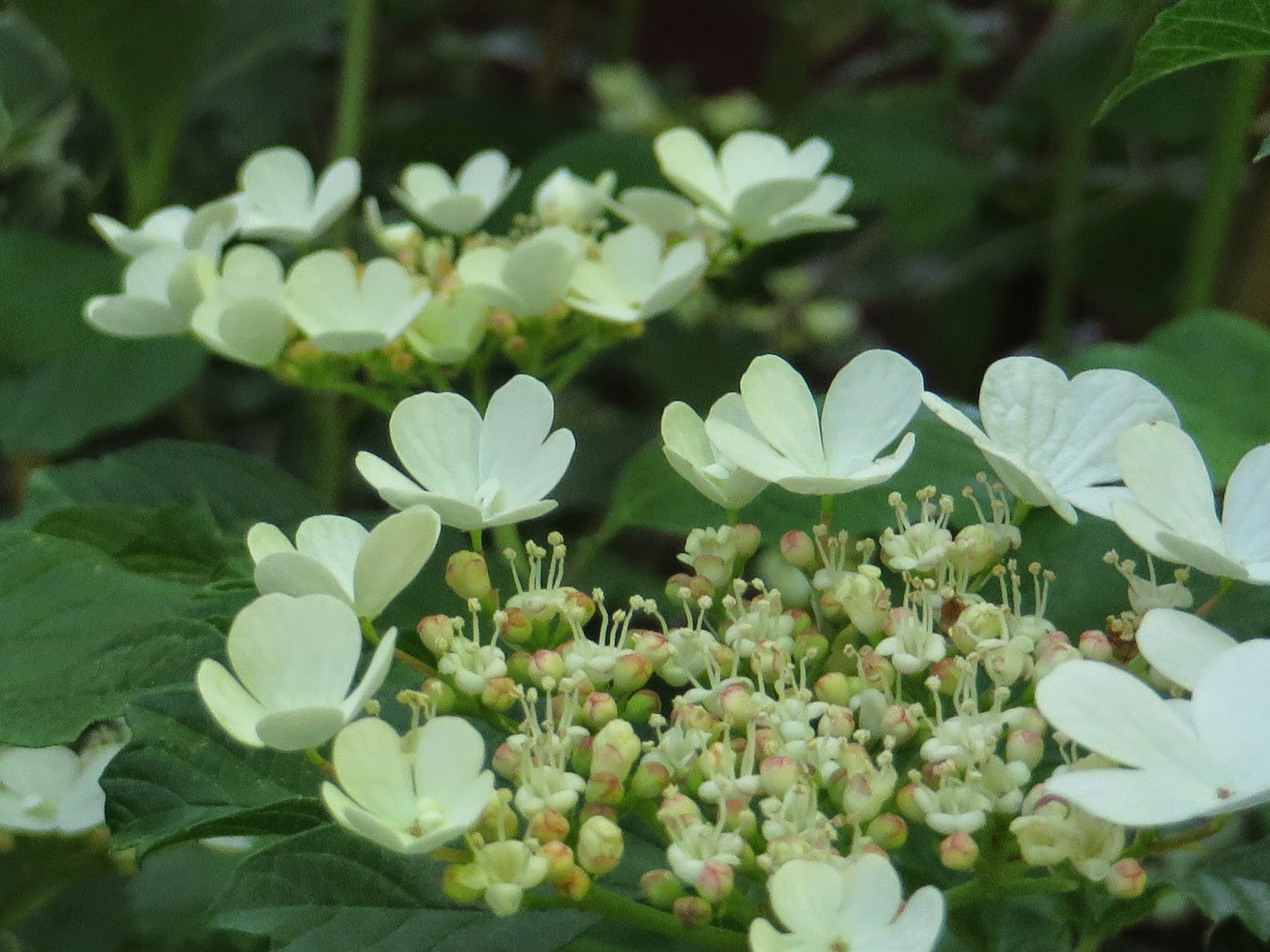 Wisconsin S Best Woody Plants Portfolio Lisa Trudeau Nannyberry