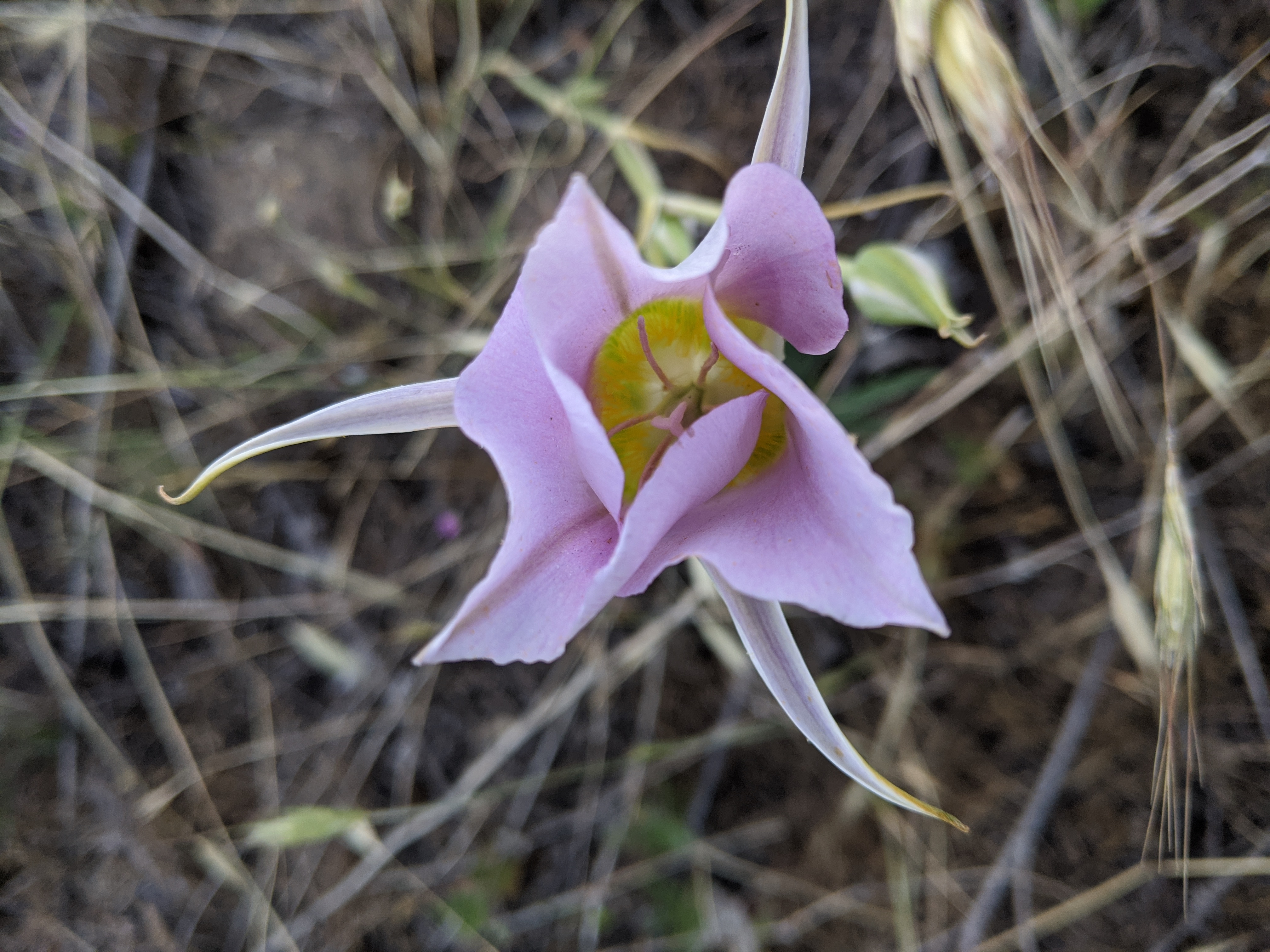 Early June Wildflowers