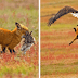 Photographer Captures Epic Battle Between Fox And Eagle Over Rabbit