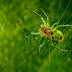 100 Million Year Old Spider Preserved In Amber As It Approached Its Victim