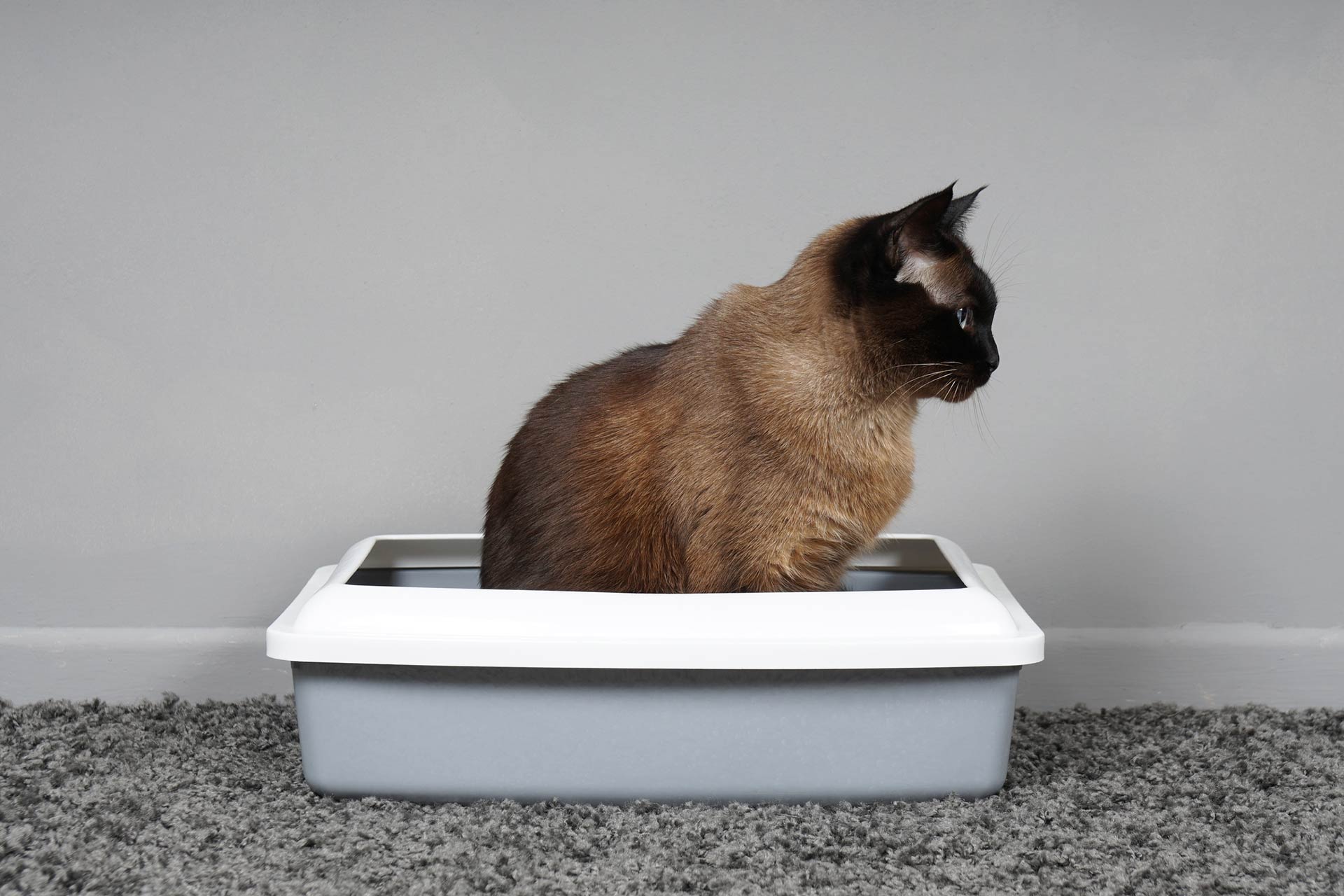 Chronic Kidney Disease in Cats (Part 1) Australian Cat Lover