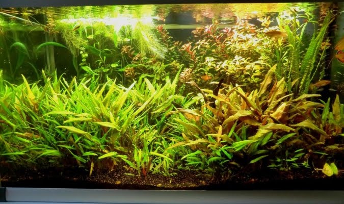 The Fishtank: Guide to nutrient deficiency symptoms in plants