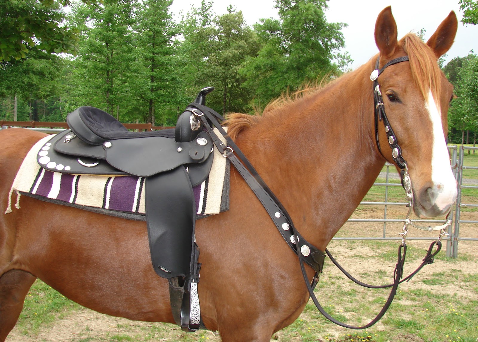 Tacky Tack of the Day