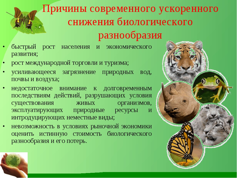 Многообразие биологических видов. Снижение видового разнообразия. Разнообразие видов животных. Причины сохранения биоразнообразия. Сохранение биоразнообразия.
