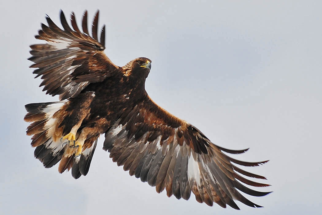 Wyoming Photos Golden eagle