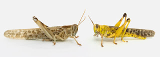 Locust attack Locust attack in India, History of Locust attack, Cause of attack, Solutions -MergeZone