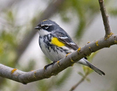 Photo of Yellow-rumped Warbler on tree branch Photo of Yellow-rumped Warbler on tree branch