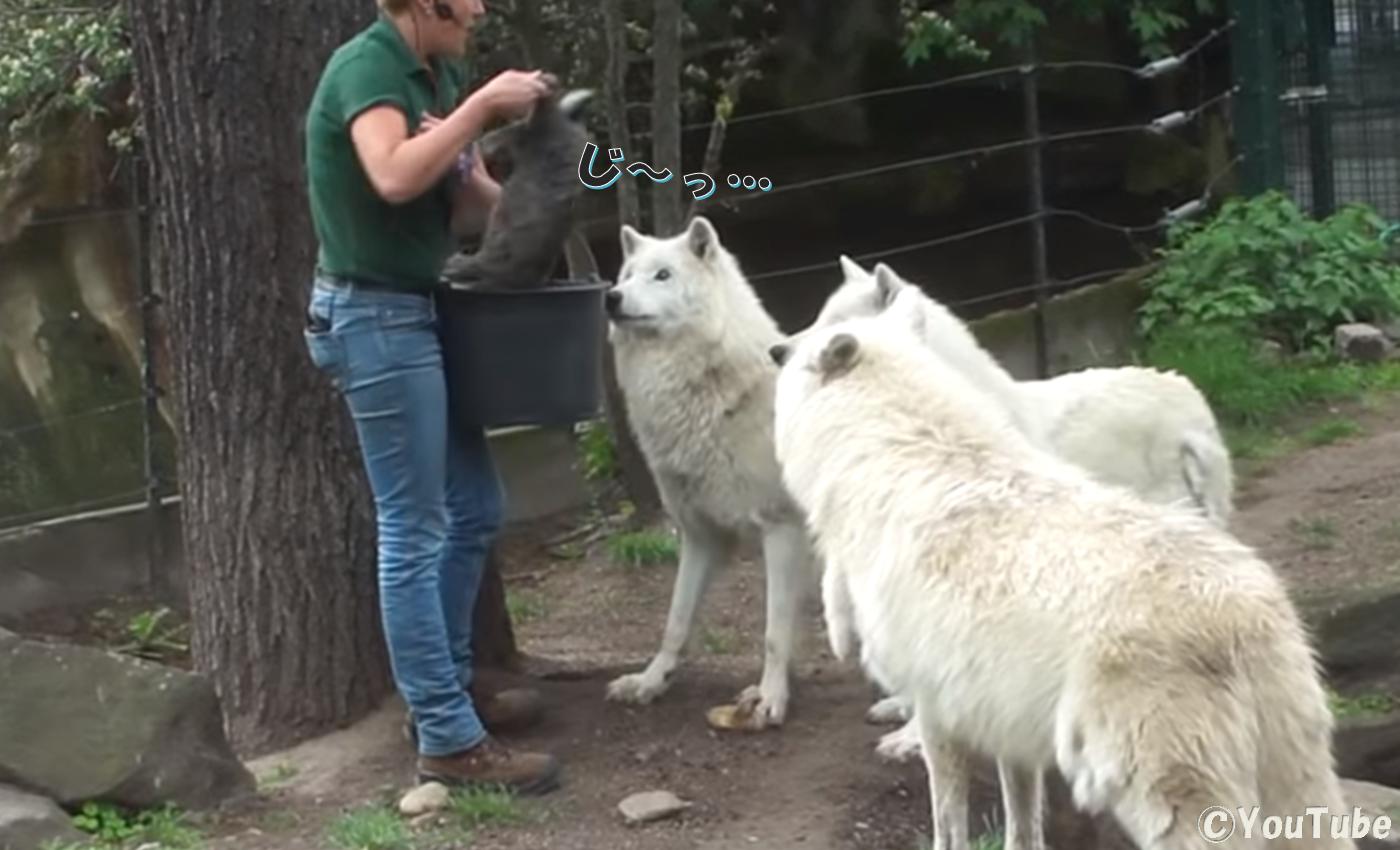 まっ白軍団 ホッキョクオオカミたちのご飯タイム プレデターtv 肉食獣動画