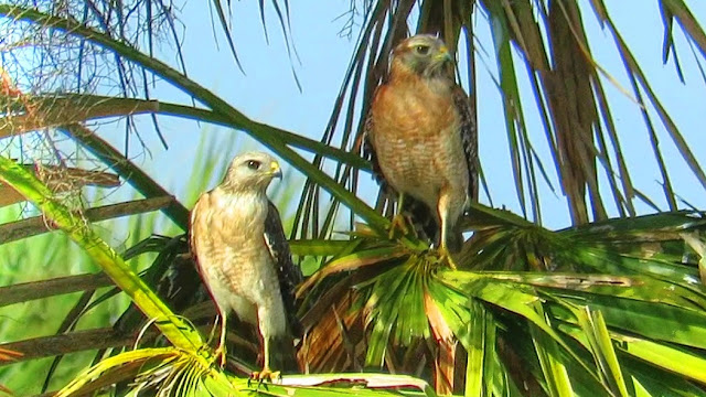 Red Shouldered Hawks Mating and Calling