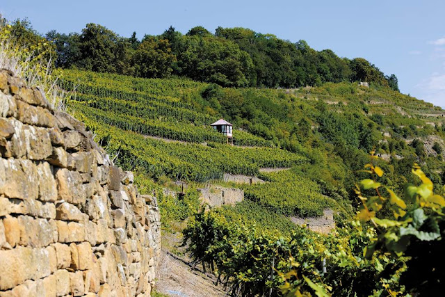 Die Spitzenlage Kloster Disibodenberg vom Weingut Disibodenberg in Odernheim an der Nahe.