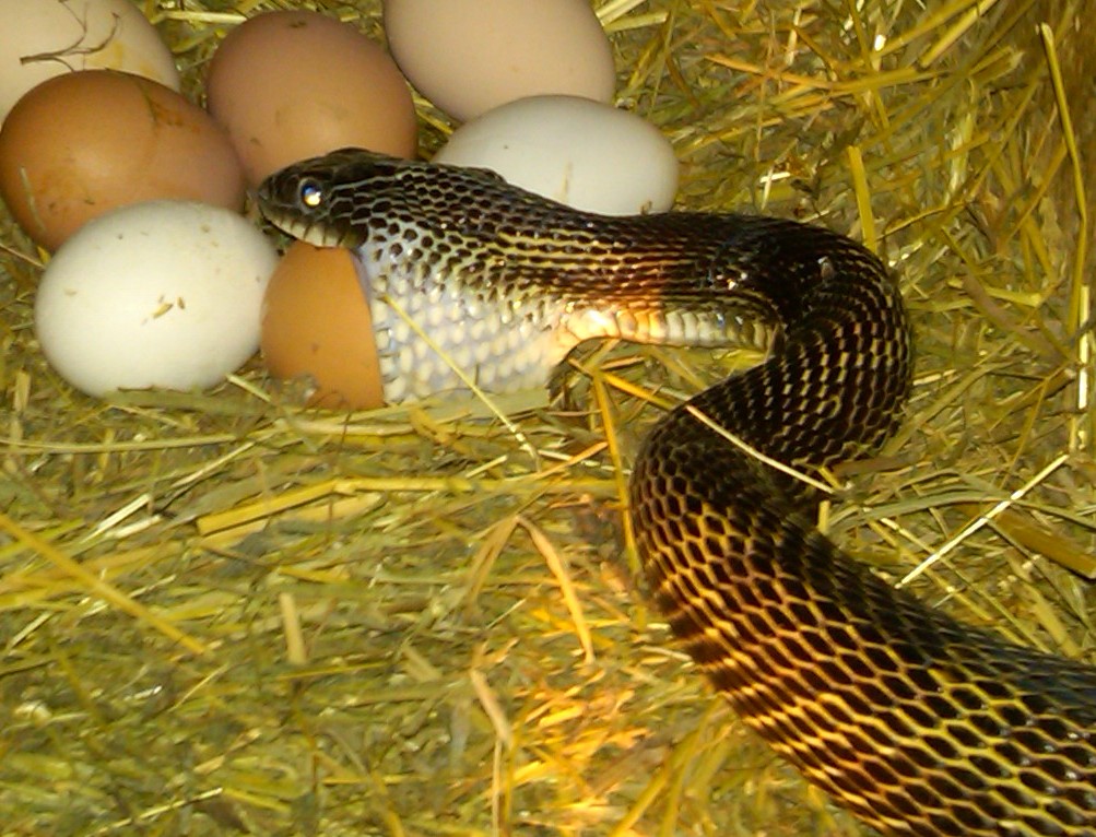 Ohio Birds and Biodiversity: Black Rat Snake eats chicken egg