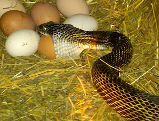 Ohio Birds and Biodiversity: Black Rat Snake eats chicken egg