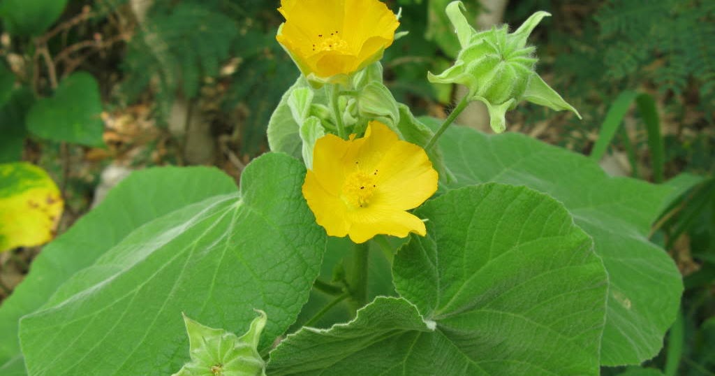 THUTHI PLANT USES Herbal Health Product