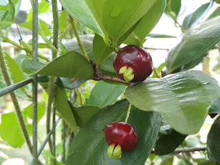 Cây Cherry Brazil - Nhà vườn Khánh Võ 56521553_2281172905471702_520381626312556544_n