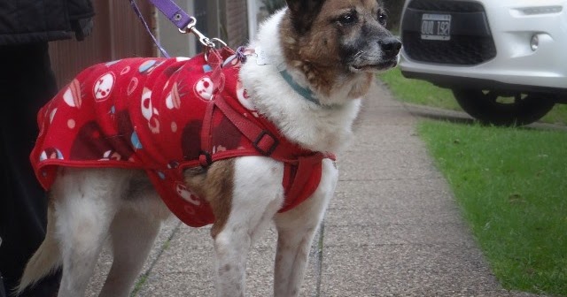 Adoptándonos Rocky, precioso perro mestizo de tamaño mediano en