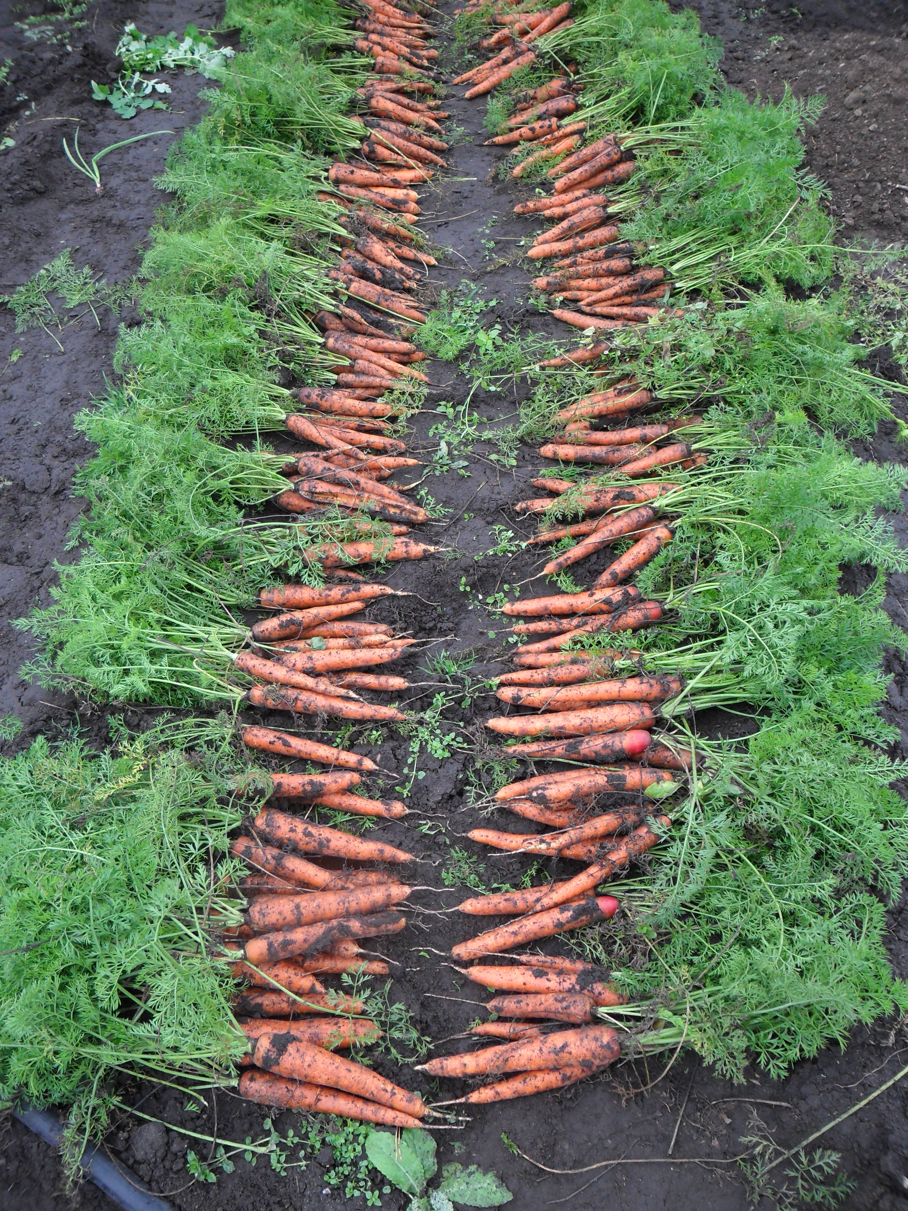 Как вырастить хороший урожай моркови. Юкон морковь. Морковь на грядке. Огород с морковкой. Морковь в огороде.