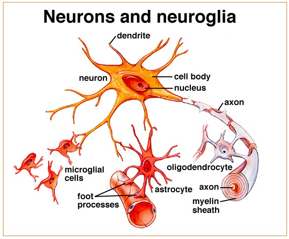 Neurit akson berfungsi untuk atau Sistem Saraf