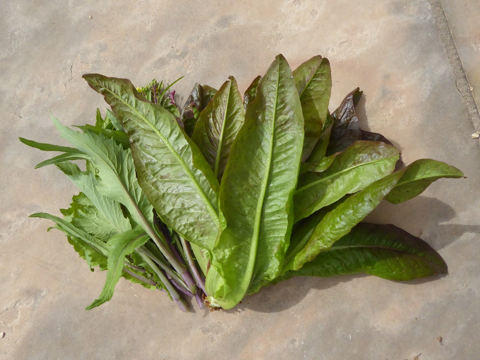 From Seed To Table Harvest Monday April 16, 2018