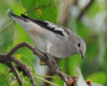 Burung Jalak Sutra Burung Imigran Bersuara Merdu