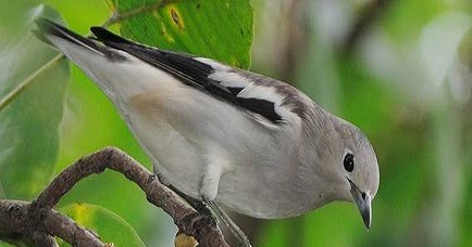 Burung Jalak Sutra Burung Imigran Bersuara Merdu Berbagi Ilmu