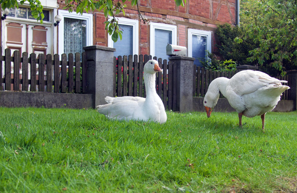 Wendland Ziege Uber Uns Kulturelle Landpartie 2020 02 26