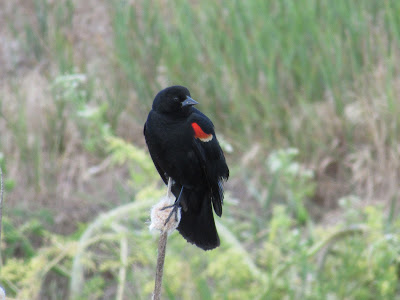 Lower Klamath National Wildlife Refuge