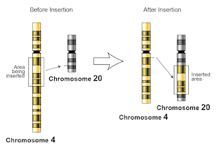 Kromozom düzeyinde bir ensersiyon şeması