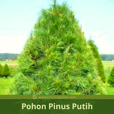 Ciri Ciri Pohon Pinus