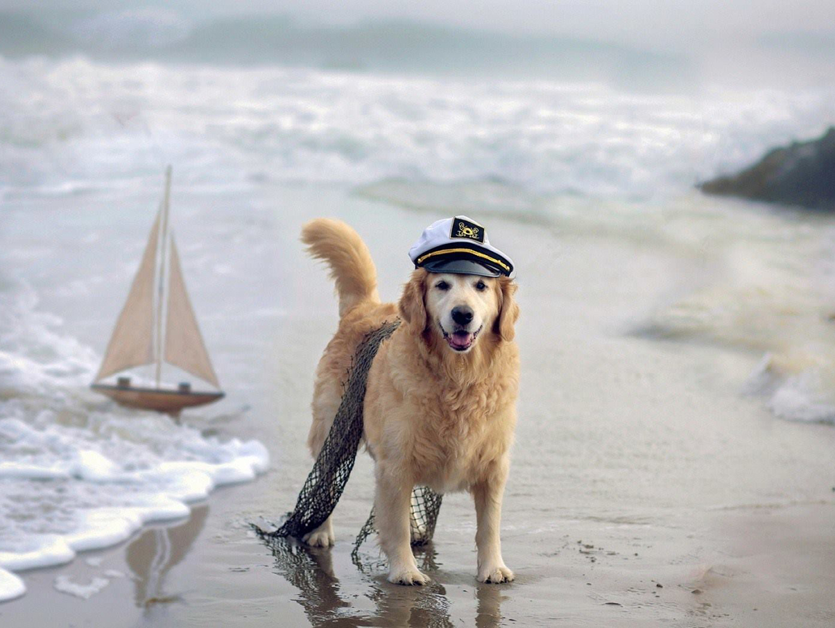 Pet Friendly Cottages Christmas 2022 20 Of Australia's Best Dog-Friendly Getaways | Australian Dog Lover