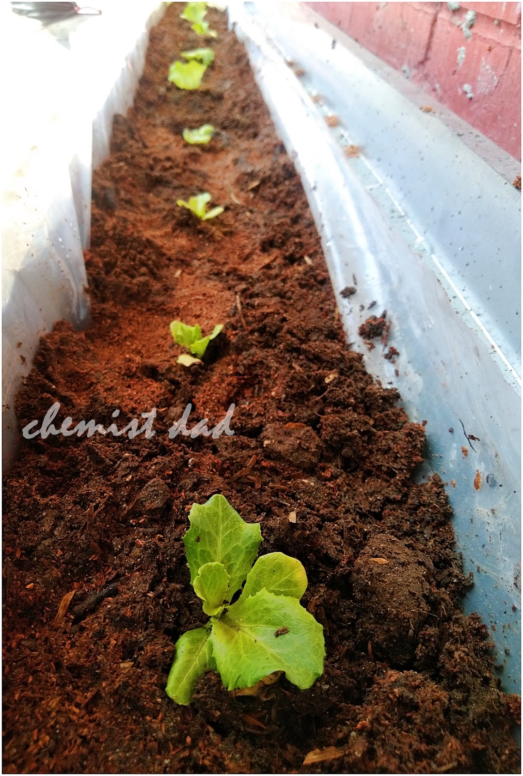 Urban Gardening Direct and Indirect Seeding