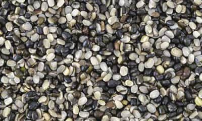 Along with strengthening bones, urad dal is also very beneficial for health. Funny Jokes Along with strengthening bones, urad dal is also very beneficial for health. Funny Jokes