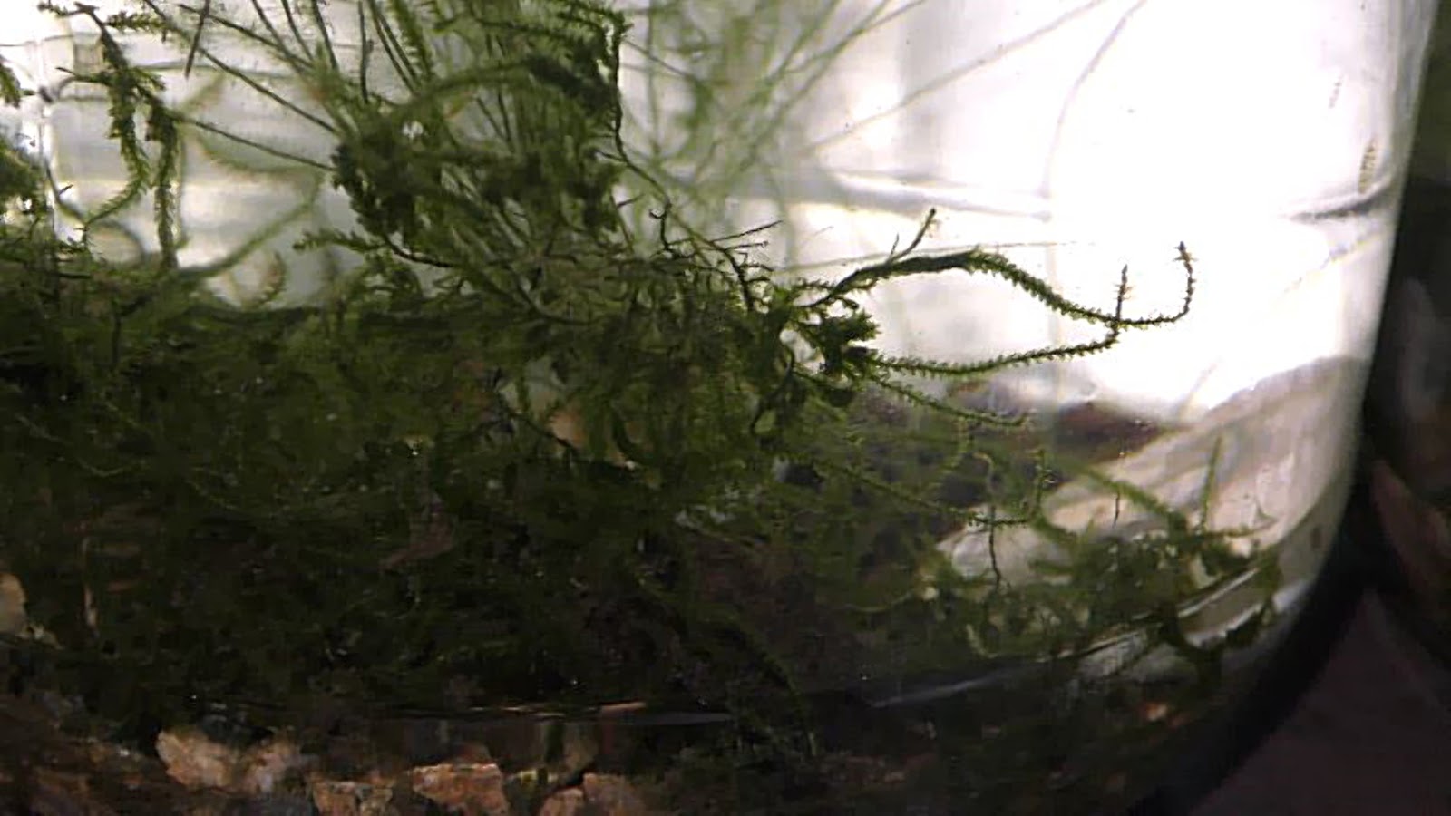 Random Bits Two Ways to Grow Land Moss Underwater