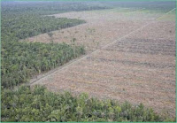 Deforestacion aceite de palma