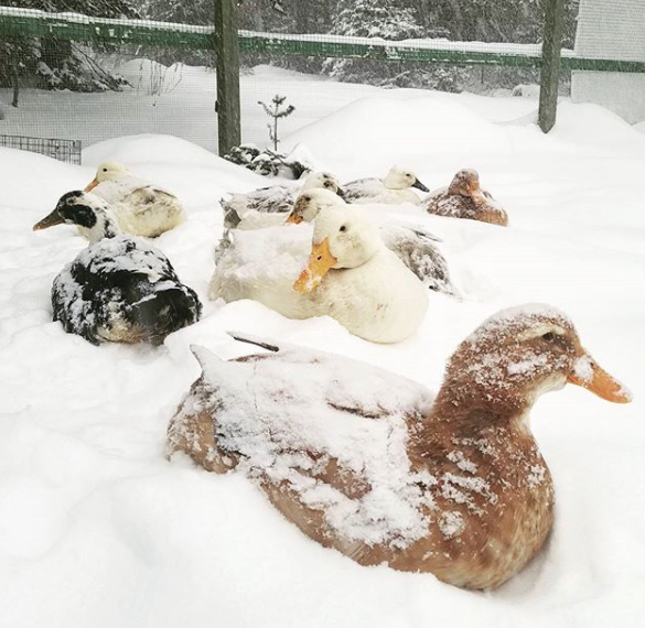 Tips for Keeping Ducks in the Winter Fresh Eggs Daily® with Lisa Steele