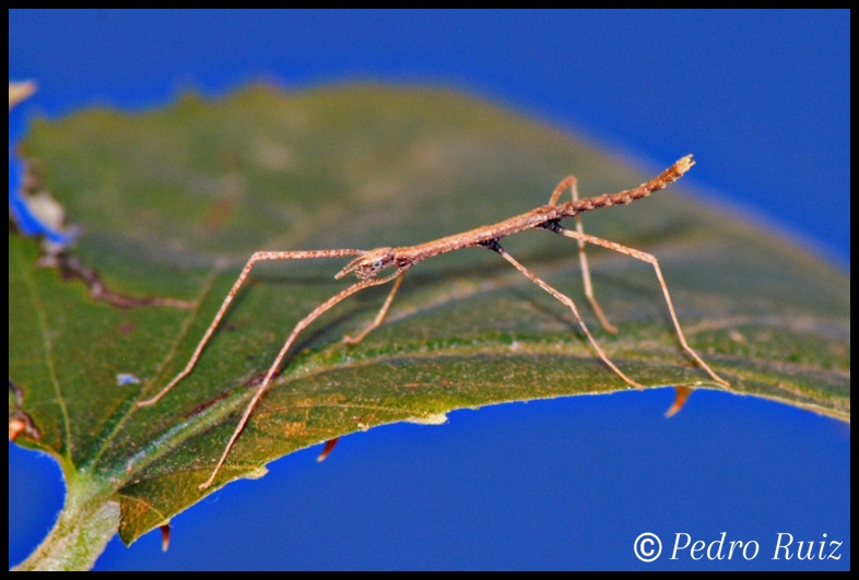 Ninfa L1 de Medauroidea extradentata, 1,3 cm de longitud Ninfa L1 de Medauroidea extradentata, 1,3 cm de longitud